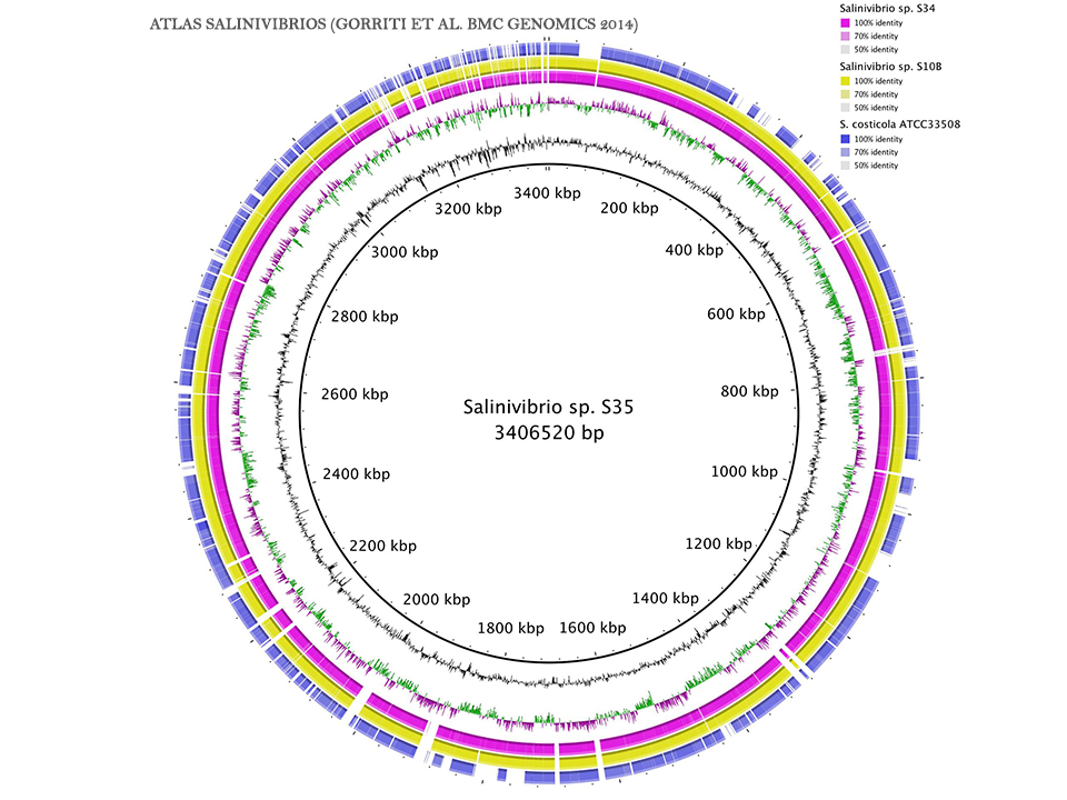 Atlas salinivibrios (Gorriti et al. BMC Genomics 2014)